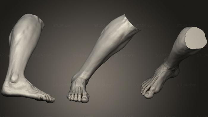 Анатомия скелеты и черепа (Мужская ступня 5, ANTM_0783) 3D модель для ЧПУ станка